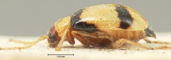 Media type: image; Entomology 18392   Aspect: habitus lateral view